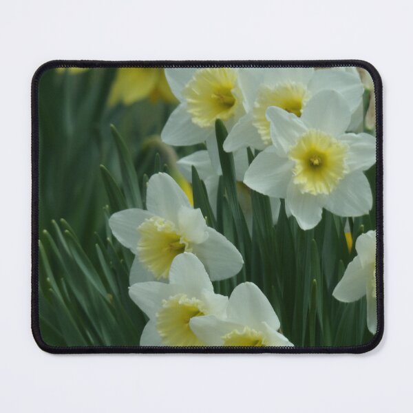 Item preview, SEE SOME SPRING IN DAFFODILS designed and sold by Digital2dreams.