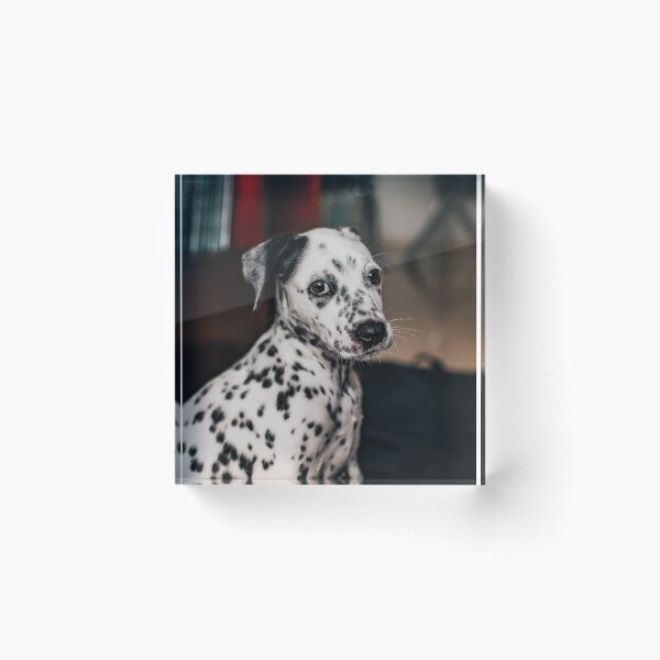 Item preview, Portrait of an Expressive Dalmatian Puppy designed and sold by VanGaldo.