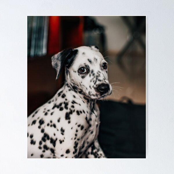 Item preview, Portrait of an Expressive Dalmatian Puppy designed and sold by VanGaldo.