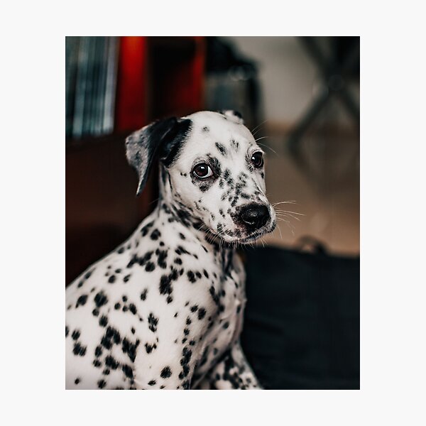 Item preview, Portrait of an Expressive Dalmatian Puppy designed and sold by VanGaldo.