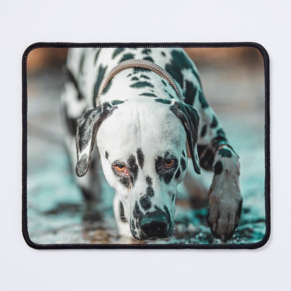 Item preview, Dalmatian Dog Walking in Shallow Water designed and sold by VanGaldo.