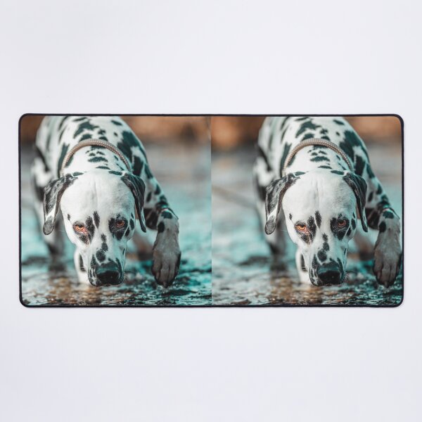 Item preview, Dalmatian Dog Walking in Shallow Water designed and sold by VanGaldo.