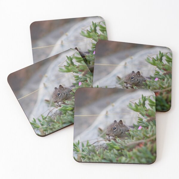 Item preview, California Coastal Squirrel – Ocean Wildlife Photography designed and sold by Tempraneo Photo.