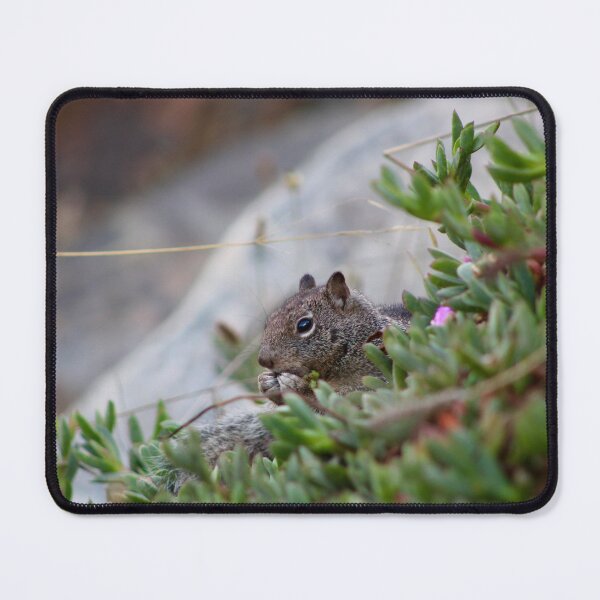 Item preview, California Coastal Squirrel – Ocean Wildlife Photography designed and sold by Tempraneo Photo.
