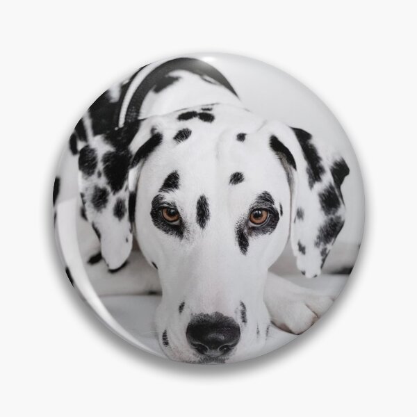 Item preview, Face Portrait of a Purebred Dalmatian Lying Down designed and sold by VanGaldo.