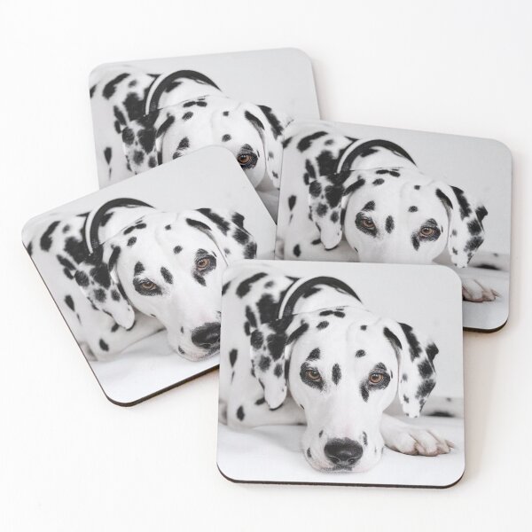Aperçu de l'œuvre Portrait de face d'un dalmatien de pure race couché créée et vendue par VanGaldo.