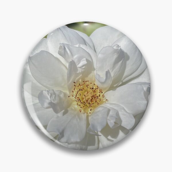 Item preview, White Garden Rose in Sunshine designed and sold by Be Captured by Brittany Emma.