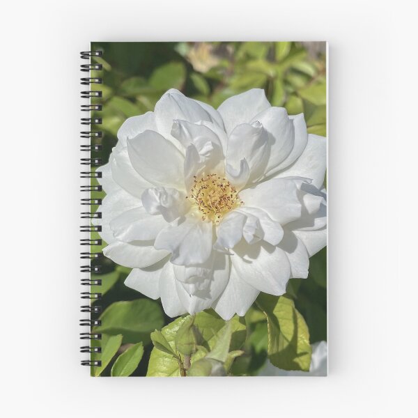 Item preview, White Garden Rose in Sunshine designed and sold by Be Captured by Brittany Emma.