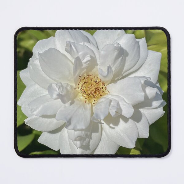 Item preview, White Garden Rose in Sunshine designed and sold by Be Captured by Brittany Emma.
