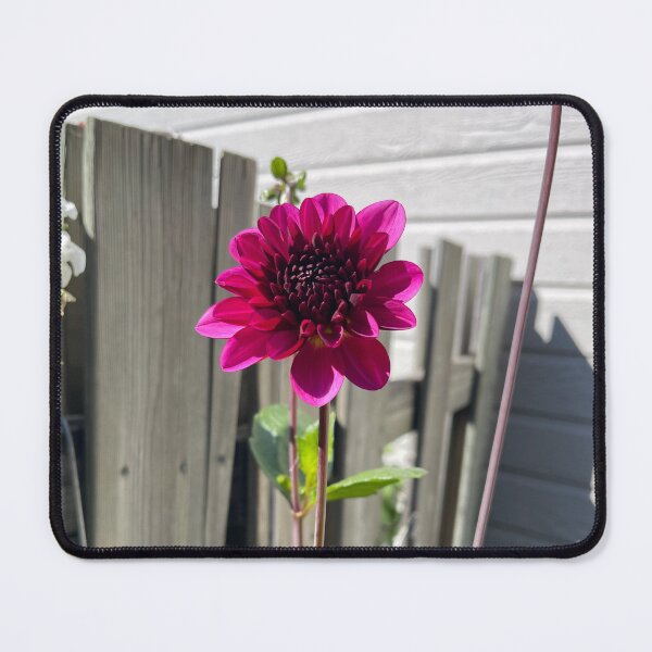 Item preview, Dark pink dahlia flower designed and sold by EleniA8.