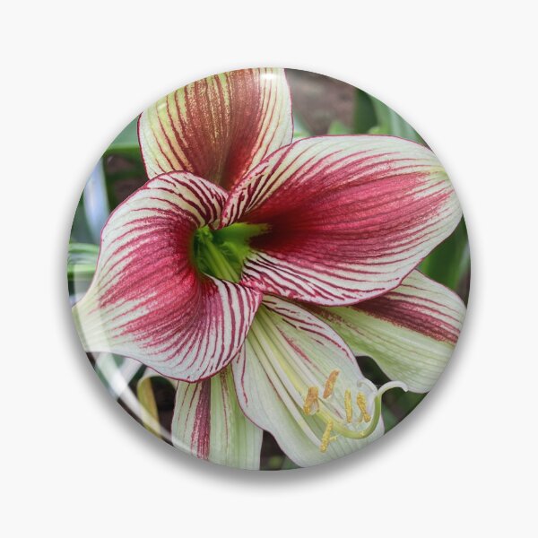 Item preview, Red and White Striped Amaryllis Flower designed and sold by Be Captured by Brittany Emma.