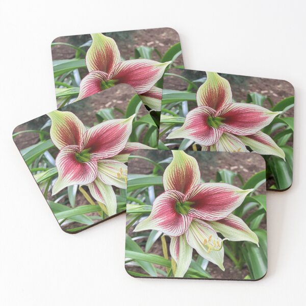 Item preview, Red and White Striped Amaryllis Flower designed and sold by Be Captured by Brittany Emma.