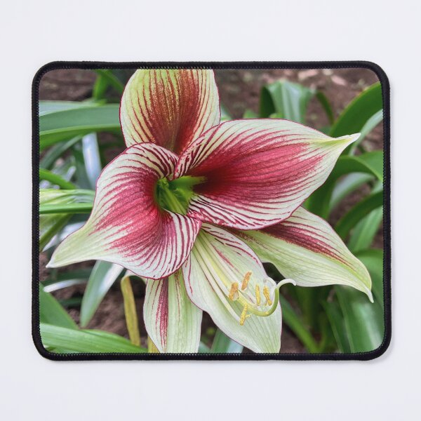 Item preview, Red and White Striped Amaryllis Flower designed and sold by Be Captured by Brittany Emma.