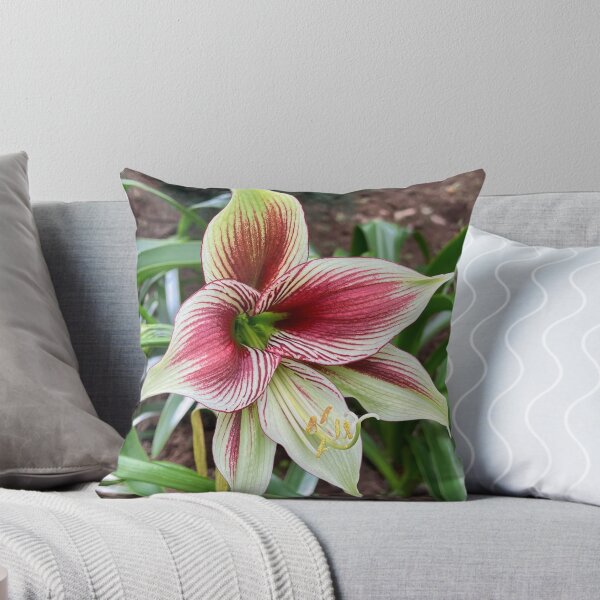 Item preview, Red and White Striped Amaryllis Flower designed and sold by Be Captured by Brittany Emma.
