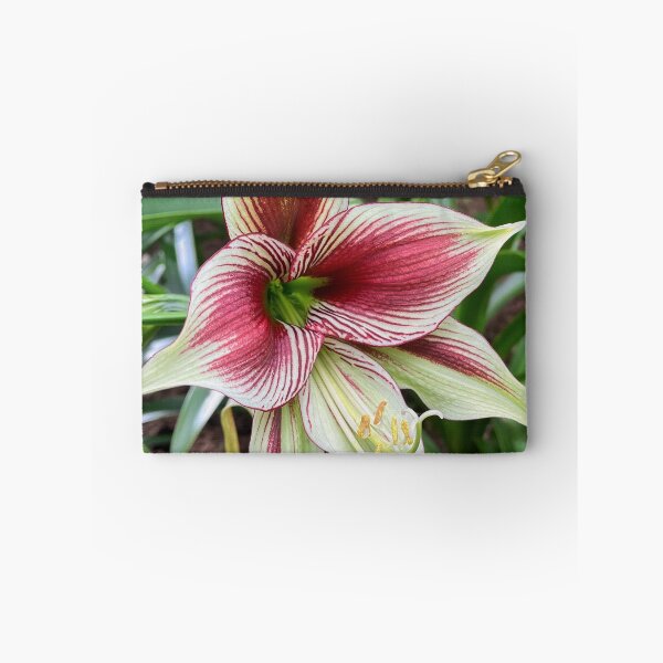 Item preview, Red and White Striped Amaryllis Flower designed and sold by Be Captured by Brittany Emma.