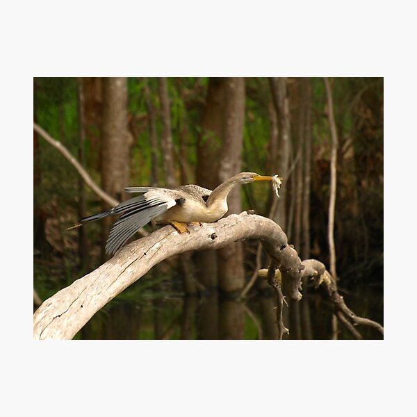 Darter On A Log Photographic Print