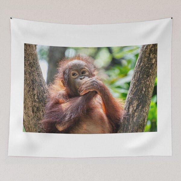 Item preview, Orang Utan 06 designed and sold by photograham.