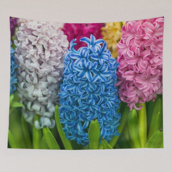 Item preview, Multi colored Hyacinth flowers designed and sold by assaf.
