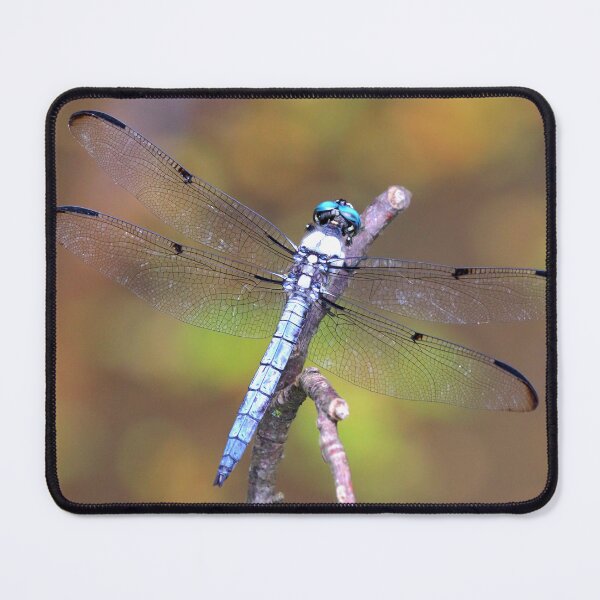 Item preview, Great blue skimmer designed and sold by Parks and X.