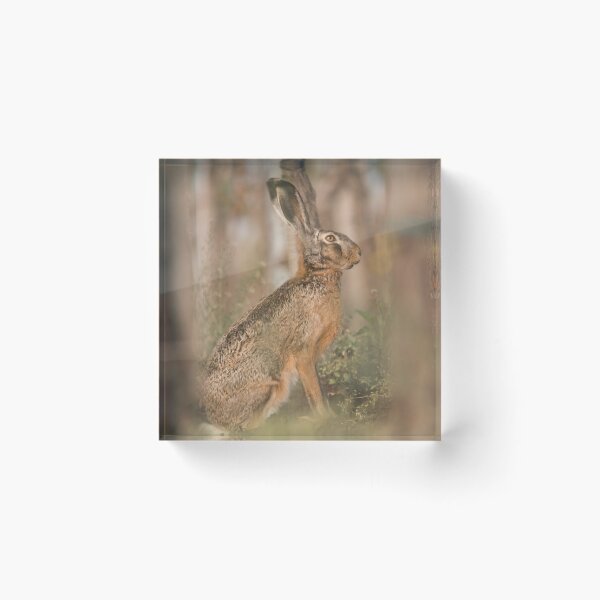 Item preview, European Hare Among the Vines designed and sold by gabormedve.