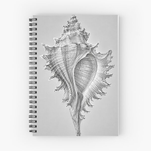 Item preview, Murex Seashell #1 designed and sold by andreisky.