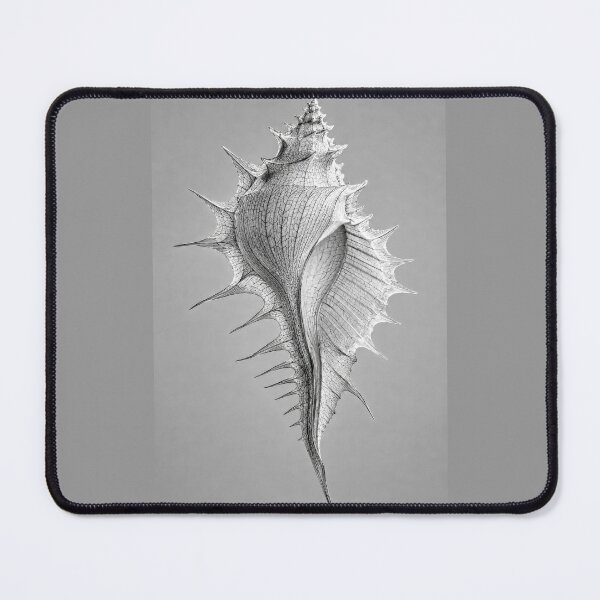Item preview, Murex Seashell #3 designed and sold by andreisky.