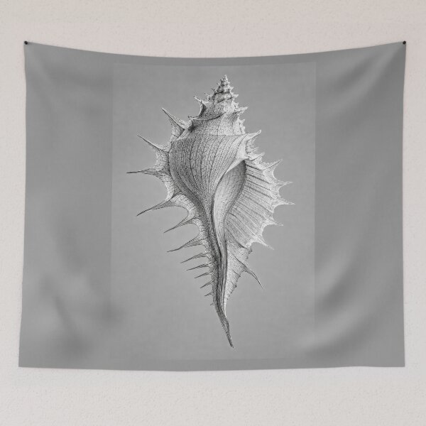 Item preview, Murex Seashell #3 designed and sold by andreisky.