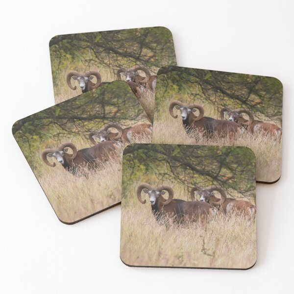 Item preview, Three Mouflon Rams in the Wild designed and sold by Medve Photography & Design.