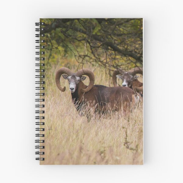 Item preview, Three Mouflon Rams in the Wild designed and sold by gabormedve.