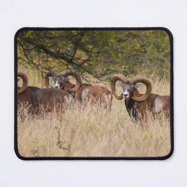 Item preview, Three Mouflon Rams in the Wild designed and sold by Medve Photography & Design.