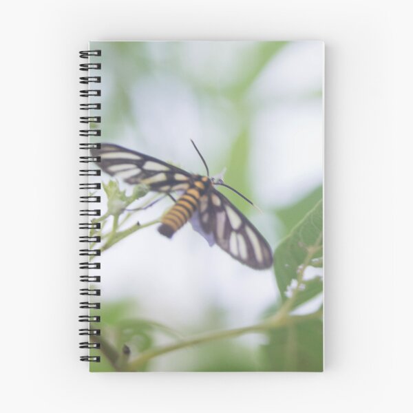 Item preview, Hübner's Wasp Moth (Amata huebneri) designed and sold by ROSE ANN BANILAR.