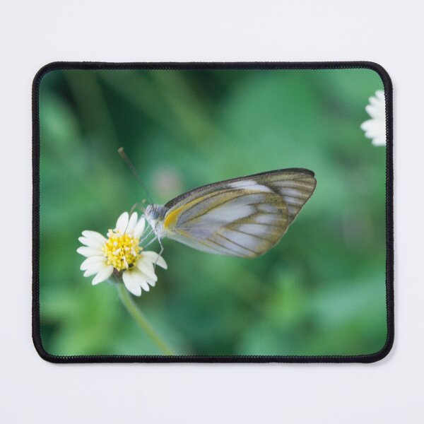 Item preview, female Striped Albatross butterfly designed and sold by ROSE ANN BANILAR.