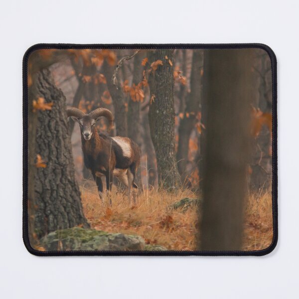 Item preview, Mouflon Hidden in the Autumn Forest designed and sold by gabormedve.