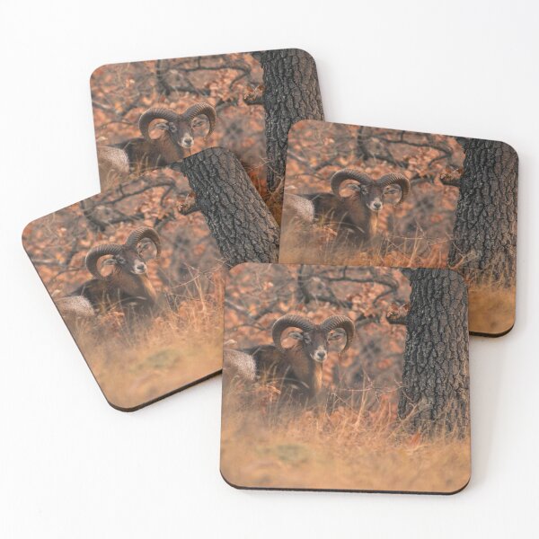 Item preview, Mouflon Ram Beside an Autumn Oak designed and sold by Medve Photography & Design.