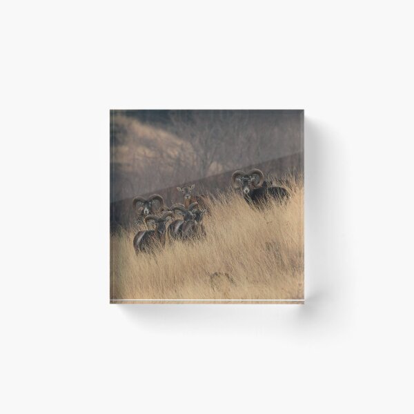 Item preview, Mouflon Herd on the Hillside designed and sold by gabormedve.