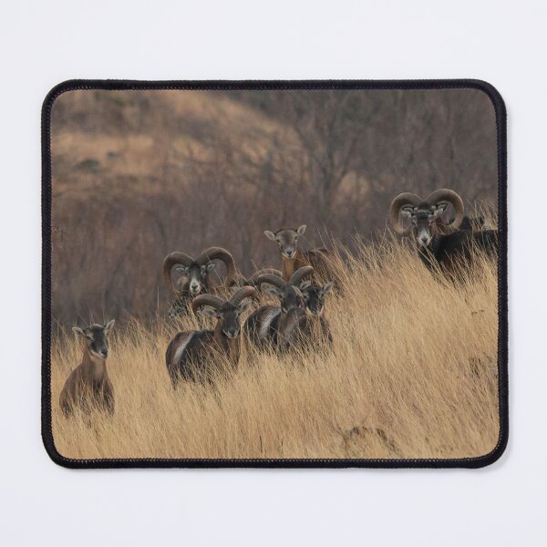 Item preview, Mouflon Herd on the Hillside designed and sold by gabormedve.
