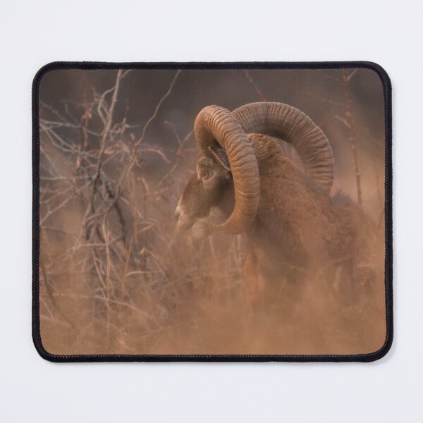 Item preview, Mouflon Ram in the Dry Grass designed and sold by gabormedve.
