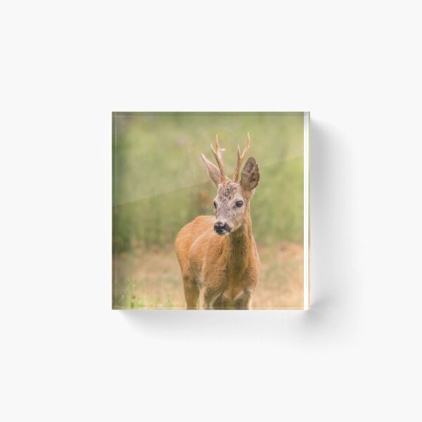 Item preview, Roe Deer Buck in Summer Meadow designed and sold by gabormedve.