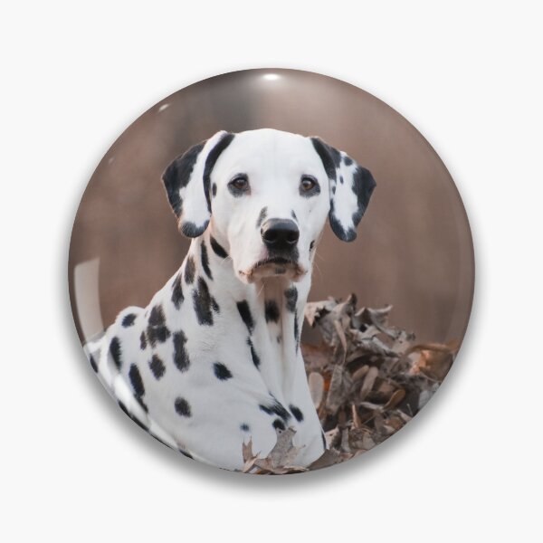 Item preview, Dalmatian Dog Relaxing in Autumn Leaves designed and sold by VanGaldo.