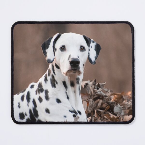 Item preview, Dalmatian Dog Relaxing in Autumn Leaves designed and sold by VanGaldo.