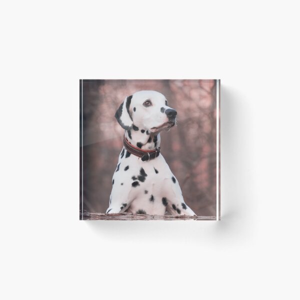 Item preview, Majestic Dalmatian Dog in Autumn Woods designed and sold by VanGaldo.