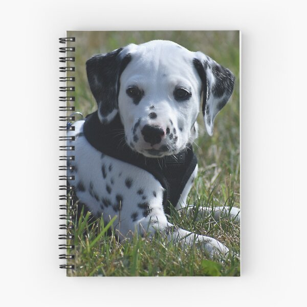 Item preview, Adorable Dalmatian Puppy Relaxing in Grass designed and sold by VanGaldo.