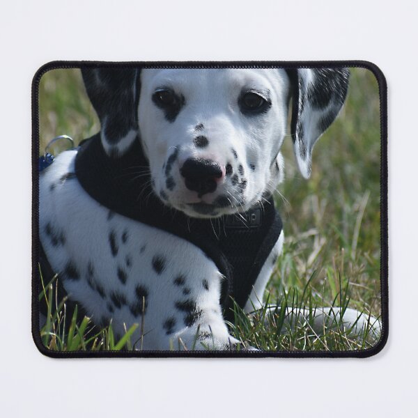 Item preview, Adorable Dalmatian Puppy Relaxing in Grass designed and sold by VanGaldo.