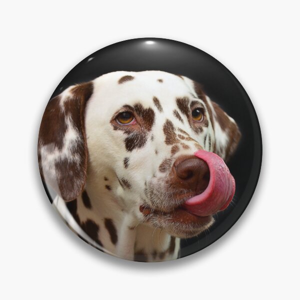 Item preview, Funny Dalmatian Dog Licking Its Nose designed and sold by VanGaldo.