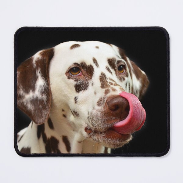 Item preview, Funny Dalmatian Dog Licking Its Nose designed and sold by VanGaldo.