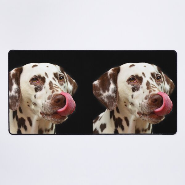 Item preview, Funny Dalmatian Dog Licking Its Nose designed and sold by VanGaldo.