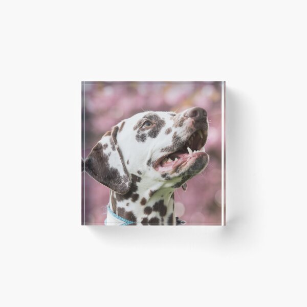 Item preview, Happy Dalmatian Dog in Cherry Blossoms designed and sold by VanGaldo.