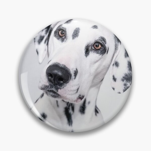 Item preview, Curious Dalmatian Dog Head Tilt Portrait designed and sold by VanGaldo.