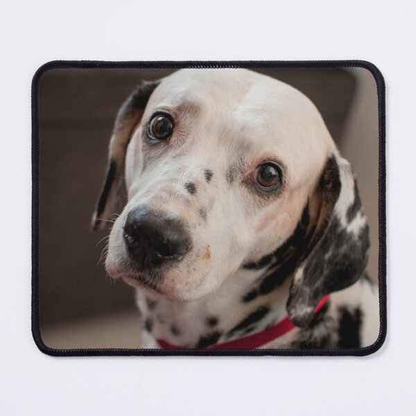 Item preview, Expressive Dalmatian Dog with Puppy Eyes designed and sold by VanGaldo.