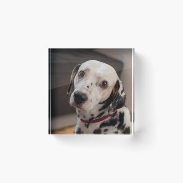 Item preview, Expressive Dalmatian Dog with Puppy Eyes designed and sold by VanGaldo.